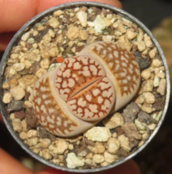 1x Lithops julii cv Reticulata