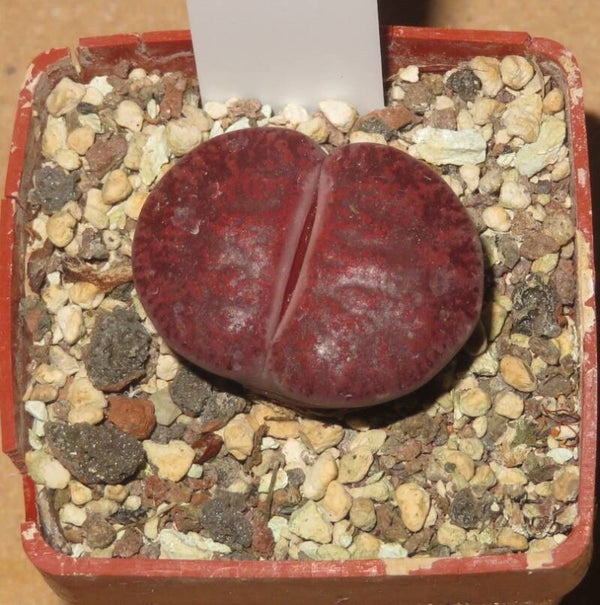 1x Lithops lesliei cv Fred's Redhead