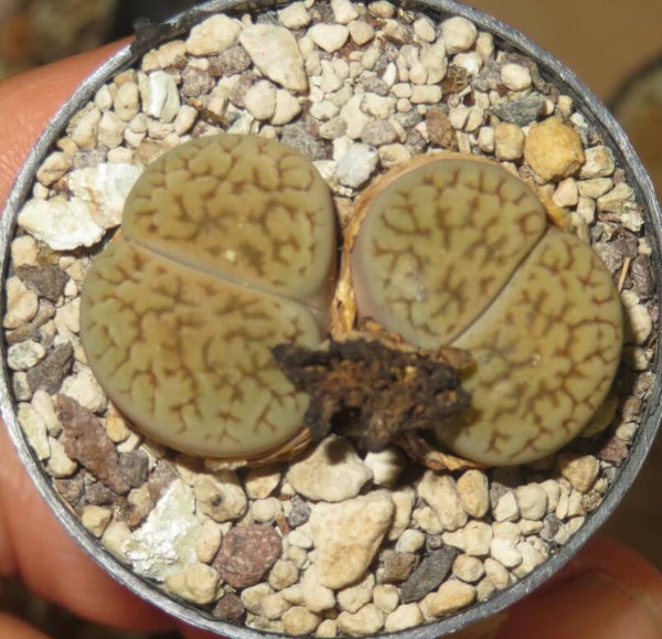 1x Lithops hookeri var. dabneri