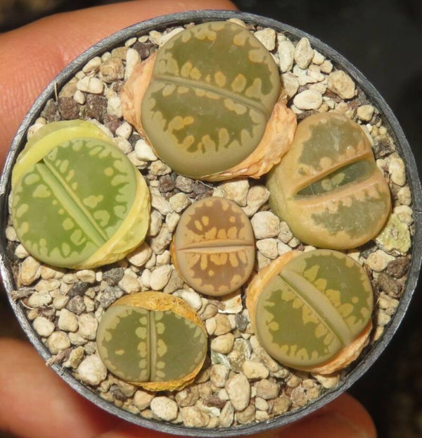 1x Lithops otzeniana