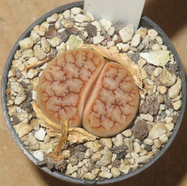 Lithops gracilidelineata cv Cafe au Lait C309A