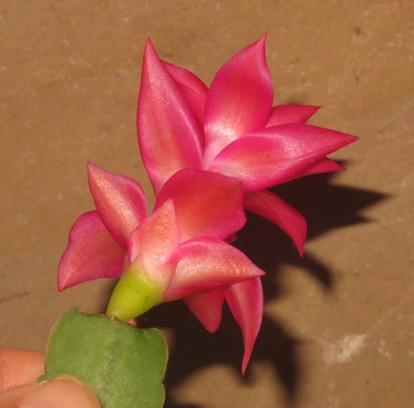 Schlumbergera cv Thor Kiri – Weihnachtskaktus Blattkaktus