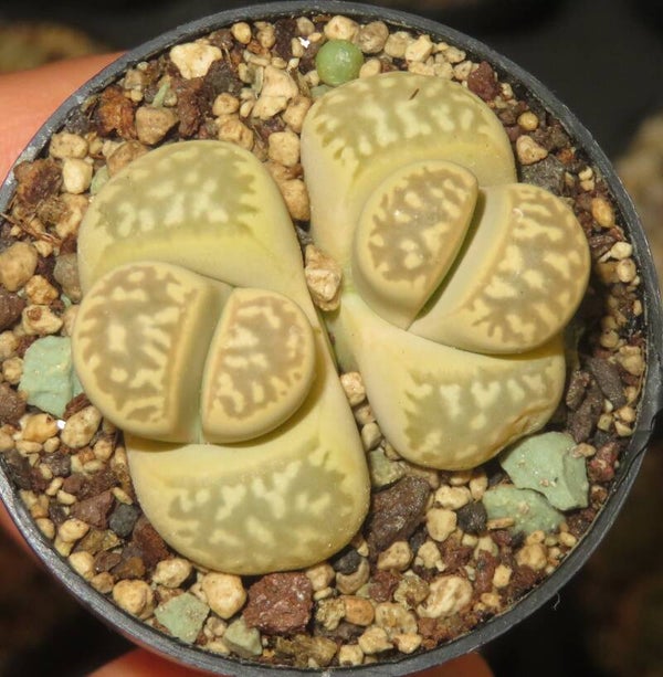 1x Lithops marmorata C260