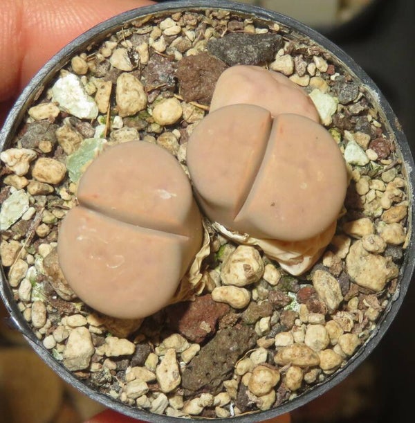 1x Lithops karasmontana v. karasmontana Mickbergensis