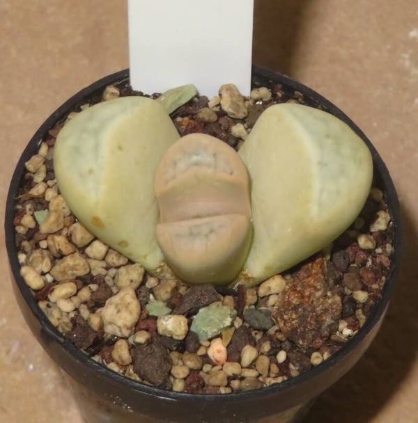 Lithops meyeri
