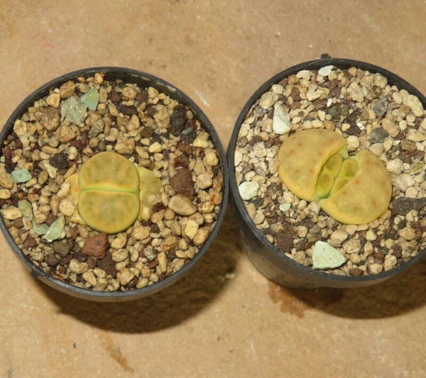 1x Lithops dinteri cv Dintergreen C206A