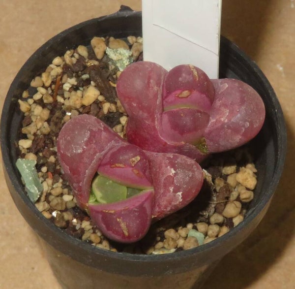 1x Lithops optica Rubra C081A Doppelkopf