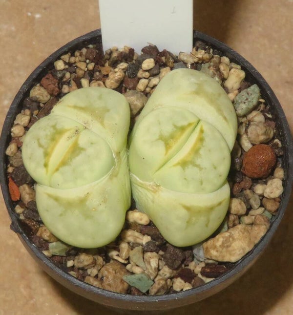Lithops julii ssp. julii cv Honey Lips