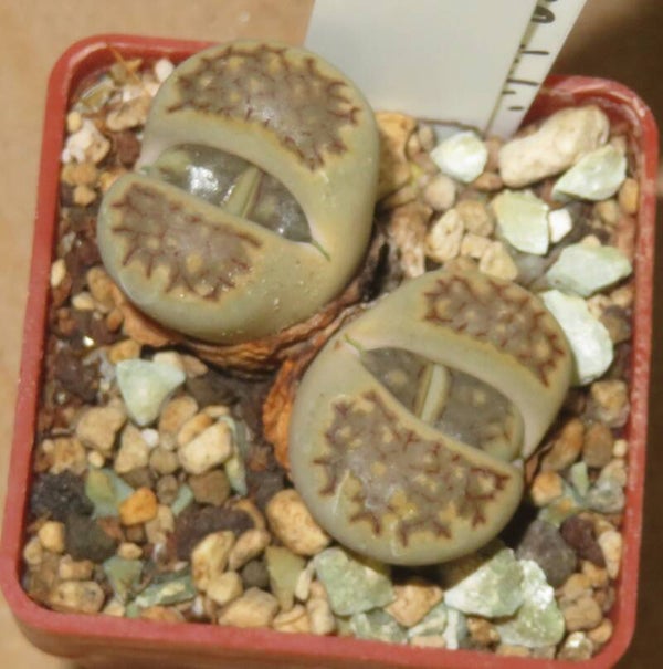 Lithops julii ssp. julii