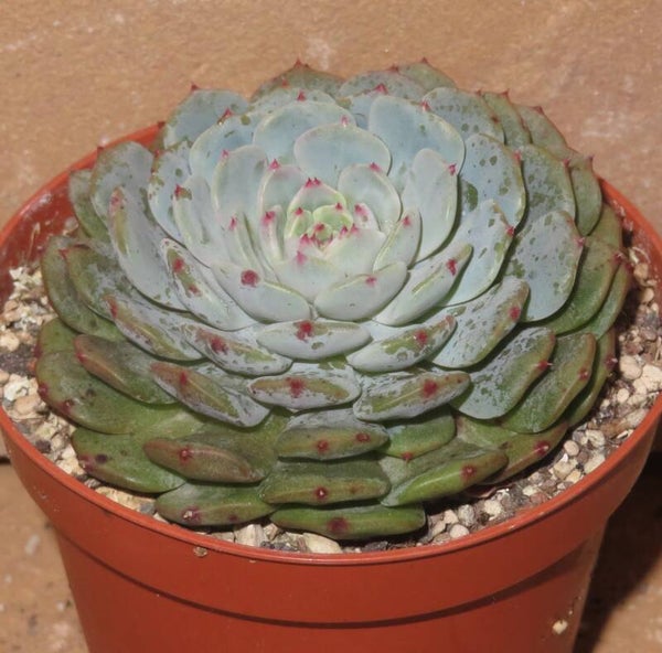 Echeveria cv Hani - 2 Blätter / Blattstecklinge