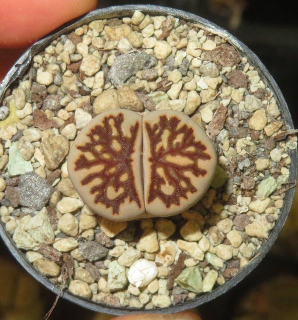 1x Lithops julii kikukaseki - selektiertes Streifenmuster