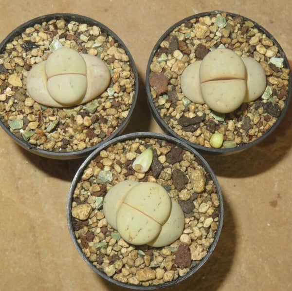 1x Lithops ruschiorum v. ruschiorum