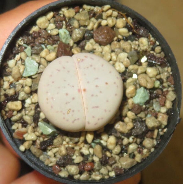 1x Dinteranthus vanzylii