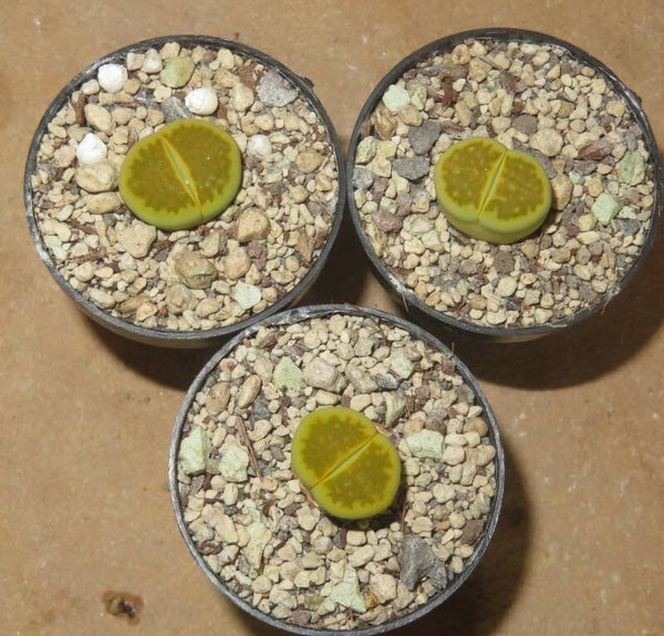 1x Lithops hallii v. ochracea cv Green Soapstone C111A