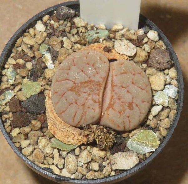 Lithops gracilidelineata C309