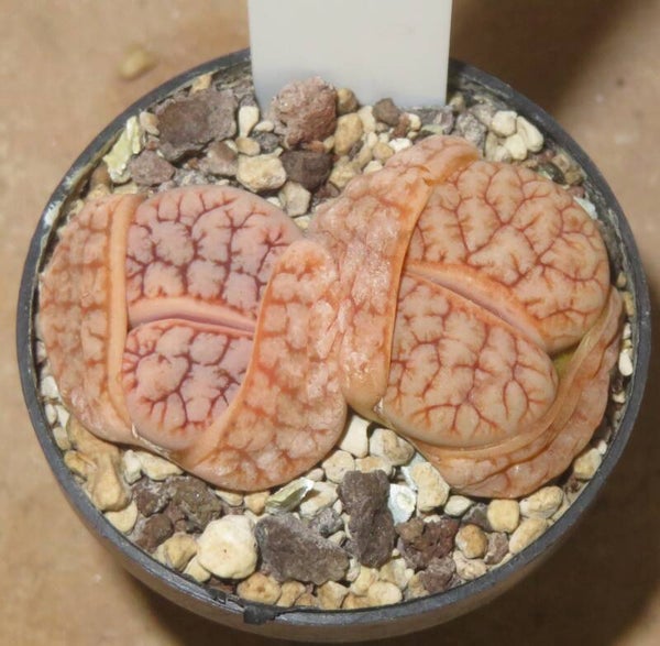 2x Lithops gracilidelineata cv Cafe au Lait C309A