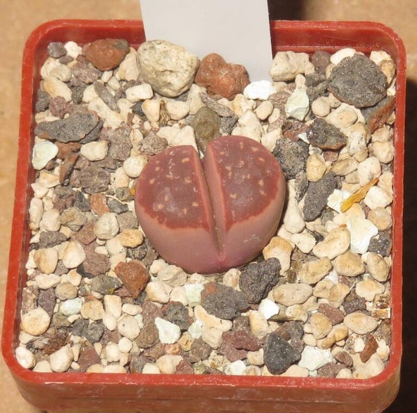 1x Lithops olivacea v. nebrownii cv Red Olive