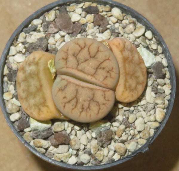 1xLithops gracilidelineata ssp. brandbergensis C383
