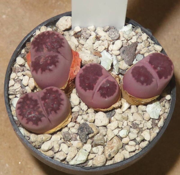 Lithops salicola cv Bacchus - Satos Violet