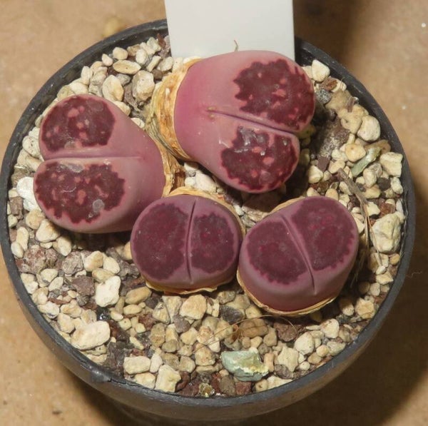Lithops salicola cv Bacchus - Satos Violet