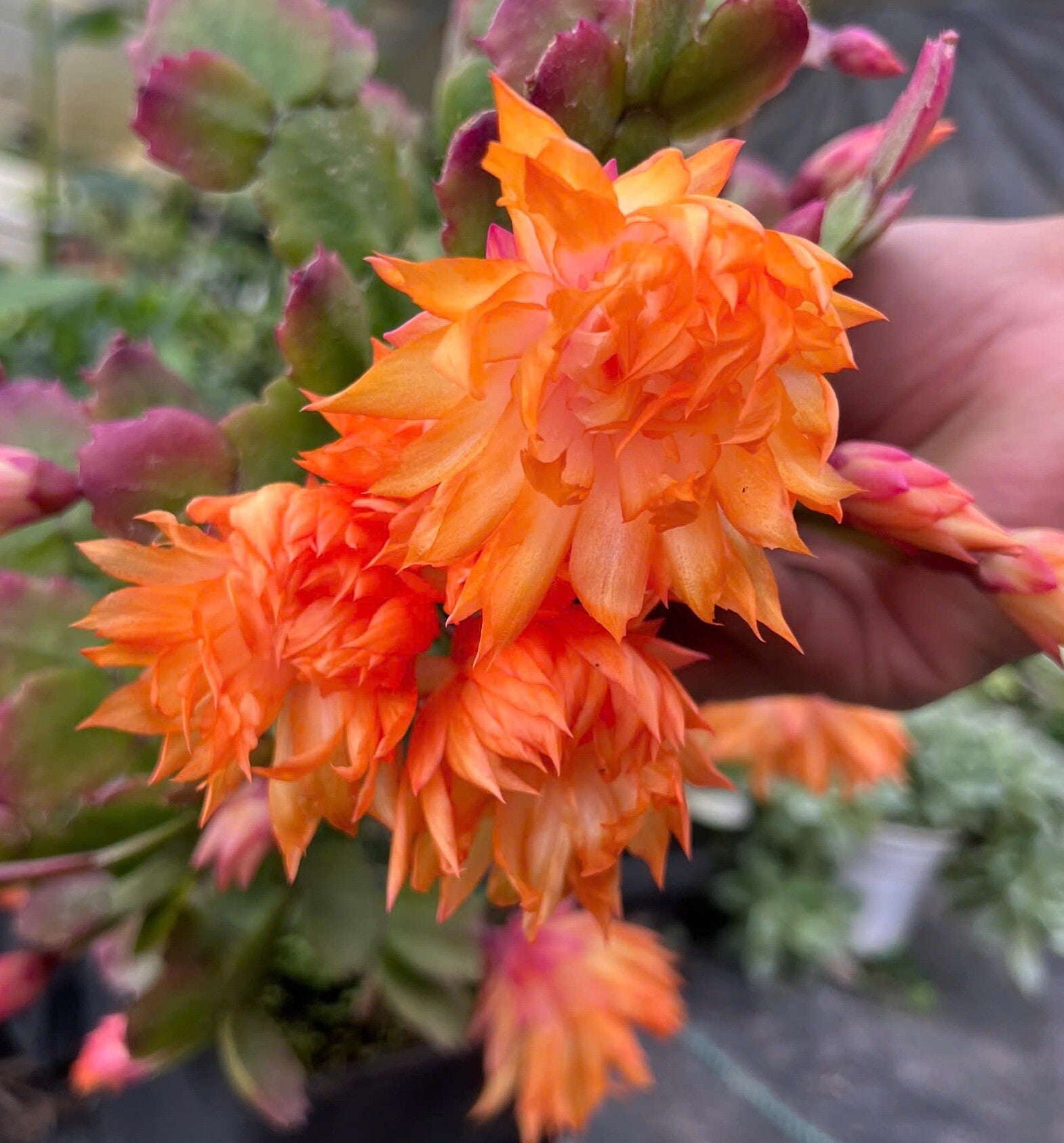 Schlumbergera cv Double Mango AN037 - gefüllt blühender Weihnachtskaktus