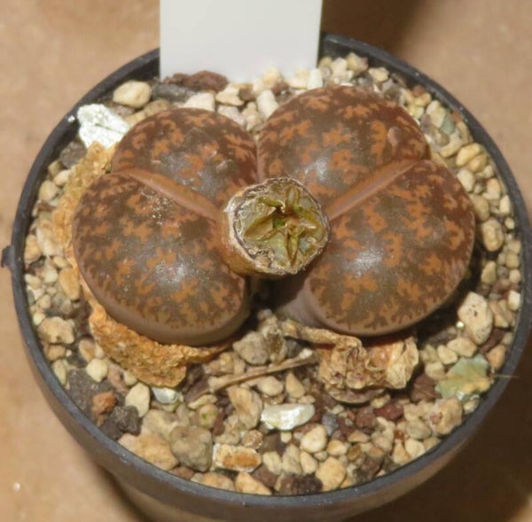Lithops lesliei v. lesliei