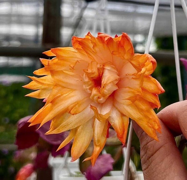 Schlumbergera cv AN037 Double Mango Steckling – Weihnachtskaktus