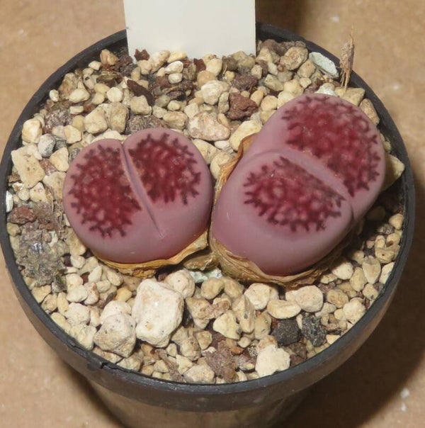 Lithops salicola cv Bacchus - Satos Violet