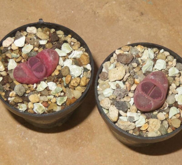 1x Lithops optica Rubra C081A