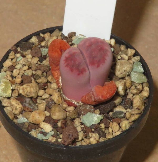 Lithops karasmontana ssp. eberlanzii cv Purple