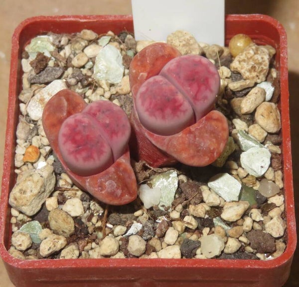 Lithops karasmontana ssp. eberlanzii cv Purple