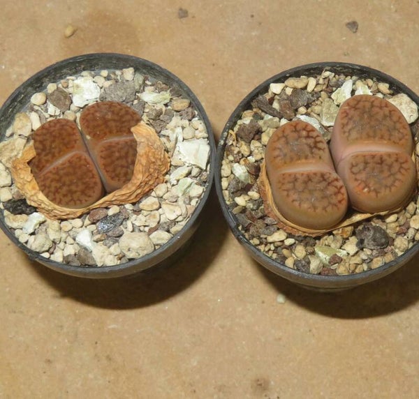 1x Lithops hookeri var. marginata
