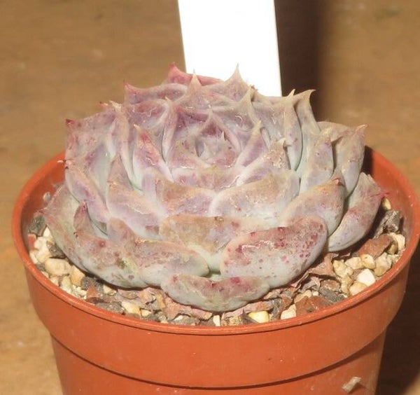 Echeveria sp Gilo Hidalgo - 2 Blätter / Blattstecklinge