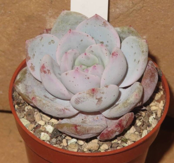 Echeveria cv  Monroe Orange