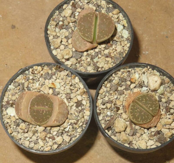 1x Lithops naureeniae