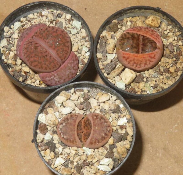 1x Lithops bromfieldii v. glaudinae cv. Rubroroseus Ember