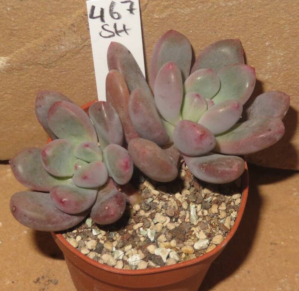Echeveria cv Polar Heart