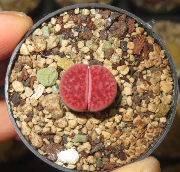 1x Lithops karasmontana cv Axel's Rose