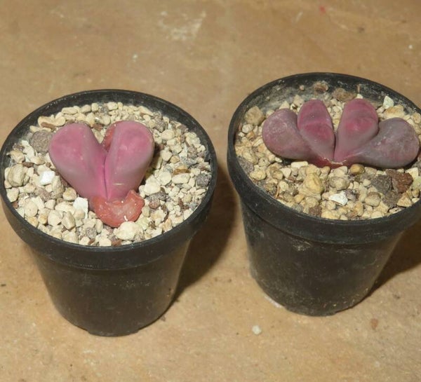 1x Lithops meyeri cv Hammeruby