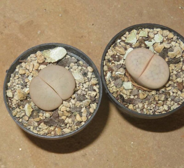1x Lithops pseudotruncatella ssp. groendrayensis C244