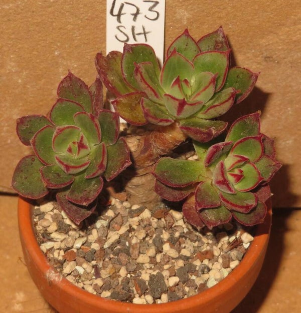 Echeveria cv Joan Daniel