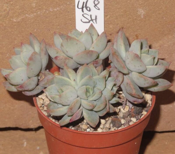 Graptoveria cv Fantome