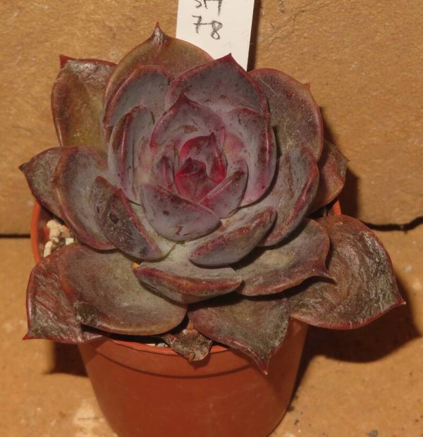 Echeveria cv Dark Chocolate New!!!
