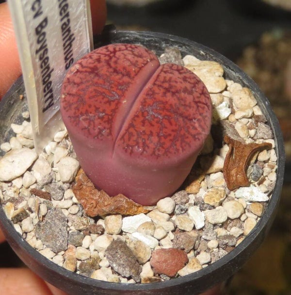 Lithops X Dinteranthus Dinterops cv Boysenberry