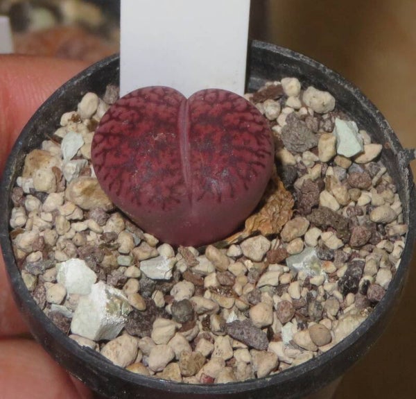 Lithops X Dinteranthus Dinterops cv Boysenberry