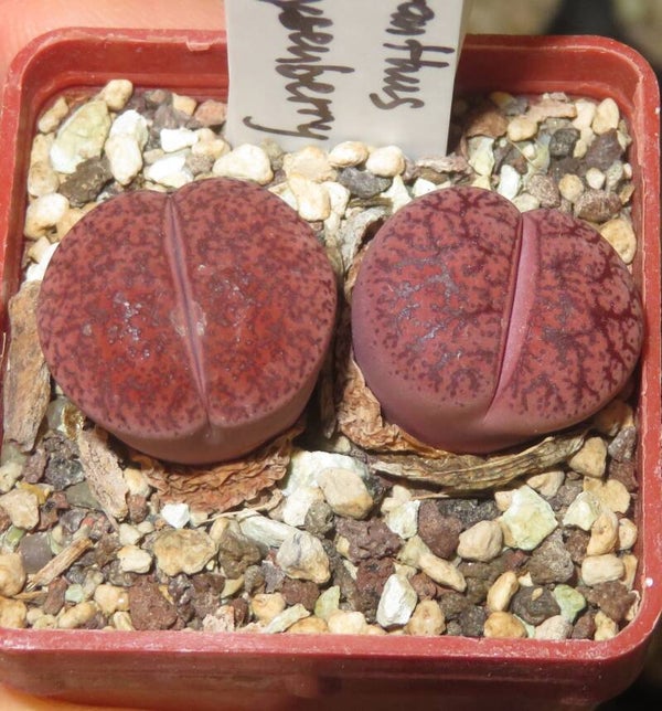 2x Lithops X Dinteranthus Dinterops cv Boysenberry