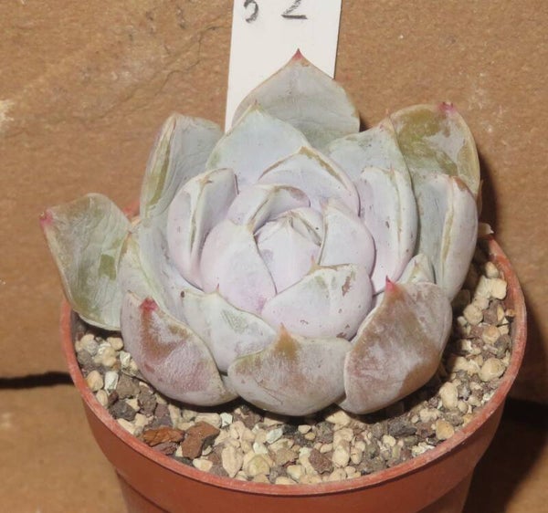 Echeveria cv Snow Bunny