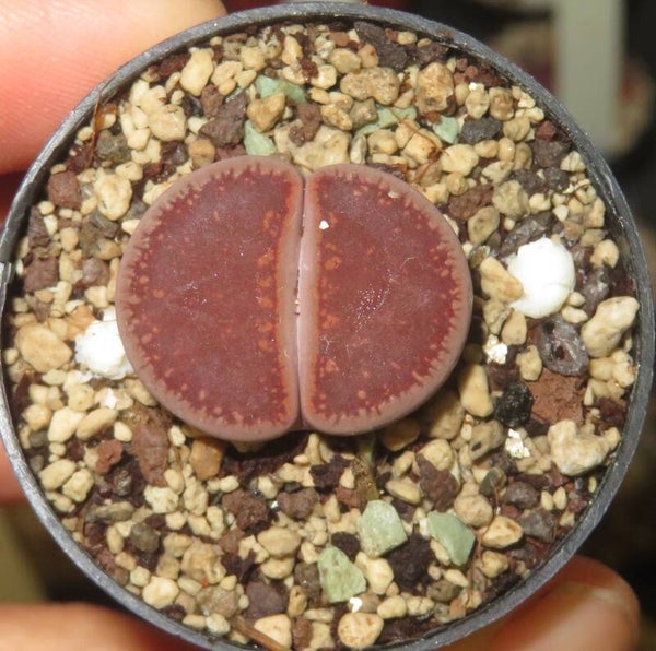1x Lithops aucampiae KO from Kokerboom