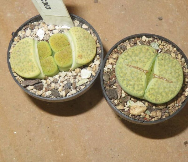 1x Lithops fulviceps v. fulviceps cv Aurea