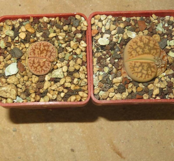 1x Lithops gesinae
